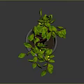 Vibrant Lemon Tree with Green Leaves and Yellow Lemons in Gray Pot