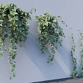 Lush Ivy Vines Hanging on White Wall with Cascading Branches and Green Foliage