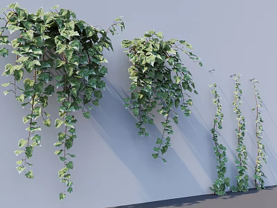 Lush Ivy Vines Hanging on White Wall with Cascading Branches and Green Foliage 3d model