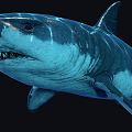 Modern Shark Eaters Human Shark 3d model