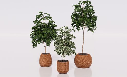 Modern potted plant green plant potted plant furnishings 3d model