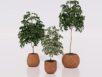 Modern potted plant green plant potted plant furnishings 3d model