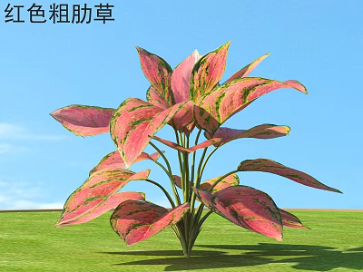 Red Aglaonema Plant with Pink Red Variegated Leaves in Green Lawn Under Blue Sky 3d model