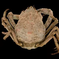 Close Up View Of Brown Crab With Textured Shell Large Claws And Legs