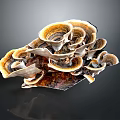 Layered Fan Shaped Mushroom Plant With Brown Yellow White Tones And Natural Growth Structure
