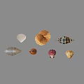 Modern Shellfish 3d model