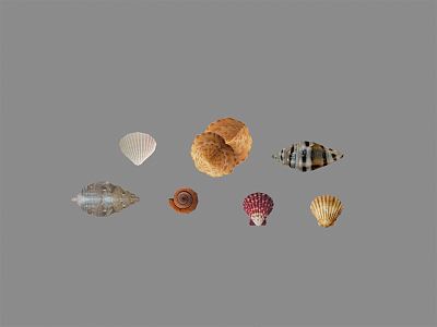 Modern Shellfish 3d model