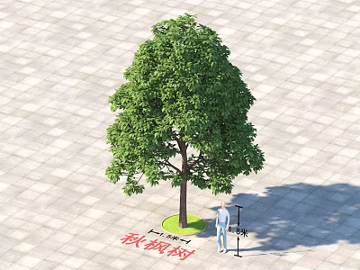 Autumn Maple Tree With Green Leaves Trunk Person Standing On Paved Ground Near Grass 3d model