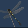 Detailed Yellow And Black Striped Dragonfly Perched On Thin Branch With Blue Background