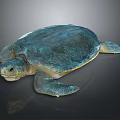 Modern Turtle Small Turtle Green Turtle Big Turtle Black Turtle 3d model