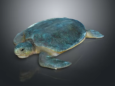 Large Blue Green Shell Sea Turtle Swimming Gracefully in Deep Ocean Water 3d model