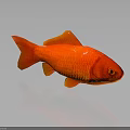 Vibrant Red Goldfish Swimming Gracefully on Dark Background with Clear Reflection 3d model