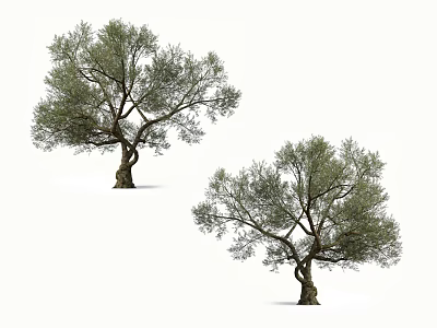 Olive Trees With Lush Green Leaves And Twisted Trunks In Natural Shape 3d model