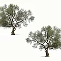 Olive Trees With Lush Green Leaves And Twisted Trunks In Natural Shape