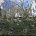 Tall White Feathery Grass With Green Blades And Purple White Small Flowers Under Blue Sky