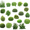 Various Types Of Green Arbor Trees With Different Shapes And Foliage