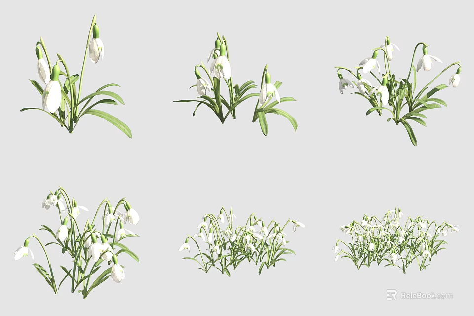 Snowdrops With White Flowers And Green Leaves In Various Clusters Arrangements 3d model 