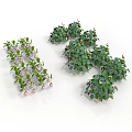 Clustered Green Leafy Plants With Pink Flowers Arranged On White Background
