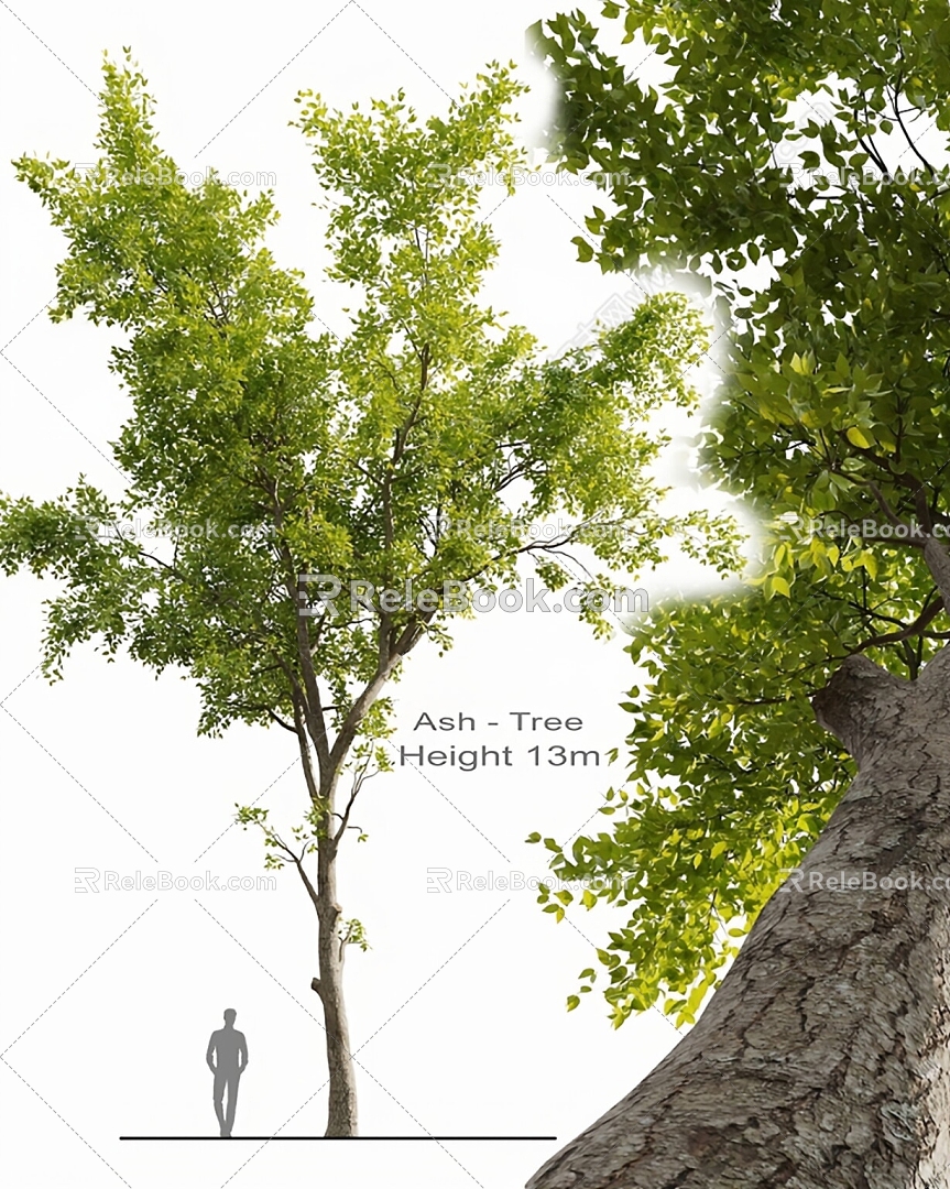 Arbor Tree Sycamore Tree 3d model