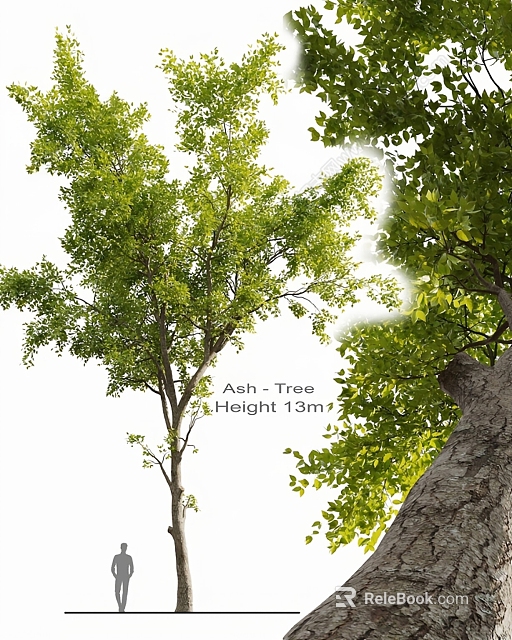 Ash Tree With 13m Height And Lush Green Foliage In Outdoor Growth 3d model 