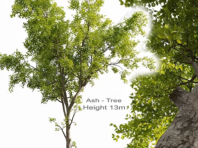 Ash Tree With 13m Height And Lush Green Foliage In Outdoor Growth 3d model