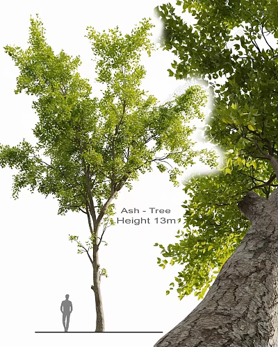 Ash Tree With 13m Height And Lush Green Foliage In Outdoor Growth 3d model Ash Tree With 13m Height And Lush Green Foliage In Outdoor Growth 3d model