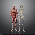 Detailed 3D Human Anatomy Illustration Featuring Muscular System And Skeleton Structure