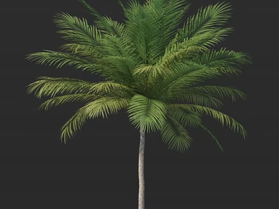 Palm Tree With Lush Green Fronds And Slender Trunk In Natural Tropical Setting 3d model