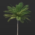 Palm Tree With Lush Green Fronds And Slender Trunk In Natural Tropical Setting