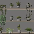 Various Potted Plants Arranged On Indoor Shelves With Green Hanging And Upright Foliage