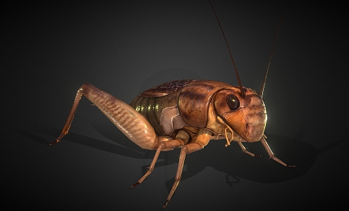 Cricket Cartoon Cricket Cartoon Animal Pest Reptile 3d model