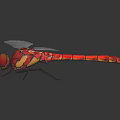 Detailed Red Dragonfly With Delicate Transparent Wings On Black Shiny Surface Close Up View