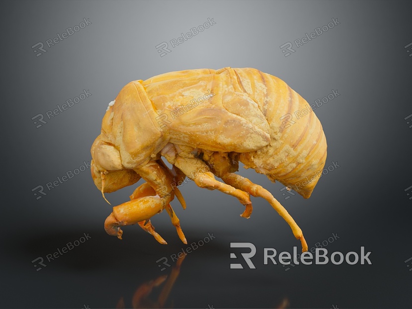 Cicada shelling cicada shelling cicada shell cicada shell cicada shell article model