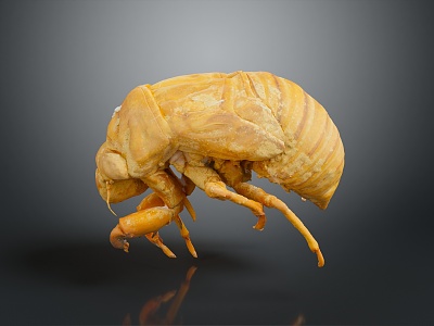 Cicada shelling cicada shelling cicada shell cicada shell cicada shell article model