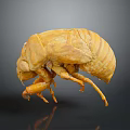 Cicada shelling cicada shelling cicada shell cicada shell cicada shell article 3d model