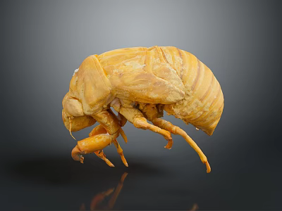 Yellow Insect Household Decor Figurine With Oval Body Six Legs Hard Shell Gray Backdrop Reflection 3d model