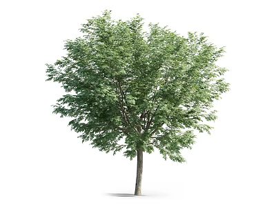 Lush Green Arbor With Dense Foliage And Straight Trunk For Landscaping 3d model