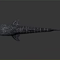 Whale Shark Marine Animal Model With Spotted Body And Shiny Surface