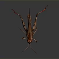 Grasshopper Featuring Brown And Red Body Long Legs On Dark Background With Surface Reflection 3d model