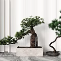 New Chinese Bonsai Plant Flowerpot Trees Landscape Trees Pohan Pine 3d model
