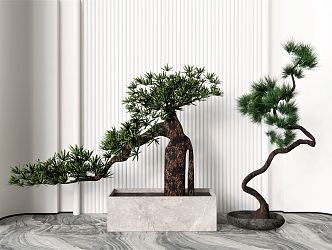 New Chinese Bonsai Plant Flowerpot Trees Landscape Trees Pohan Pine 3d model