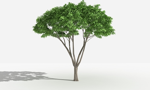 Modern tree HuangGe Ficus 3d model