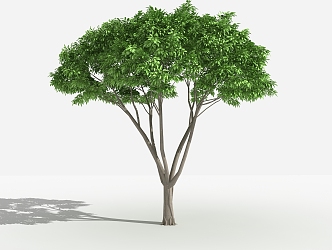 Modern tree HuangGe Ficus 3d model