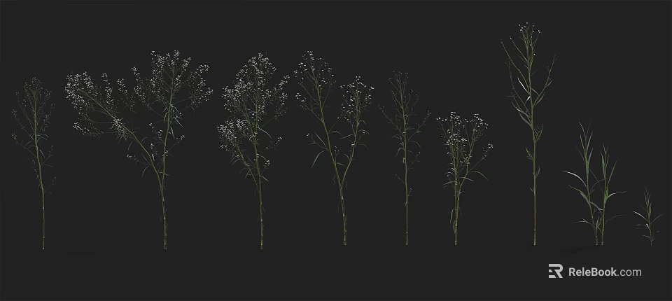Plants with Small White Flowers and Slender Stems Arranged in a Row on Black Background 3d model 