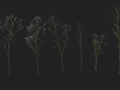 Plants with Small White Flowers and Slender Stems Arranged in a Row on Black Background 3d model