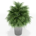 Green Palm Potted Plant in Silver Metal Pot with Lush Fronds for Indoor Decor