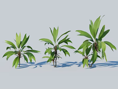 Three Vibrant Green Broad Leaf Shrubs in Different Sizes and Lush Appearance 3d model