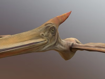 Prehistoric Pterosaur with Elongated Beak Prominent Cranial Crest and Detailed 3D Rendering 3d model