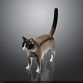 3D Rendered Cat Model With Brown White Fur Blue Eyes Black Tail On Dark Background