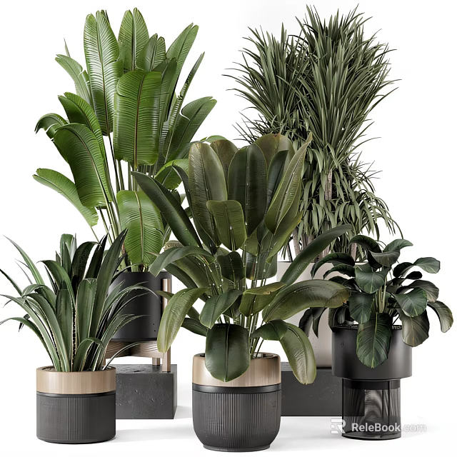 Various Green Leafy Bonsai Potted Plants In Ceramic And Wooden Pots 3d model 
